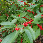 Ilex verticillata - Common Winterberry