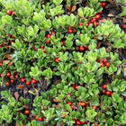 Arctostaphylos uva-ursi - Bearberry