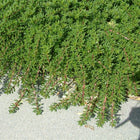 Arctostaphylos uva-ursi - Bearberry