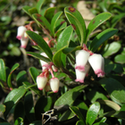 Arctostaphylos uva-ursi - Bearberry