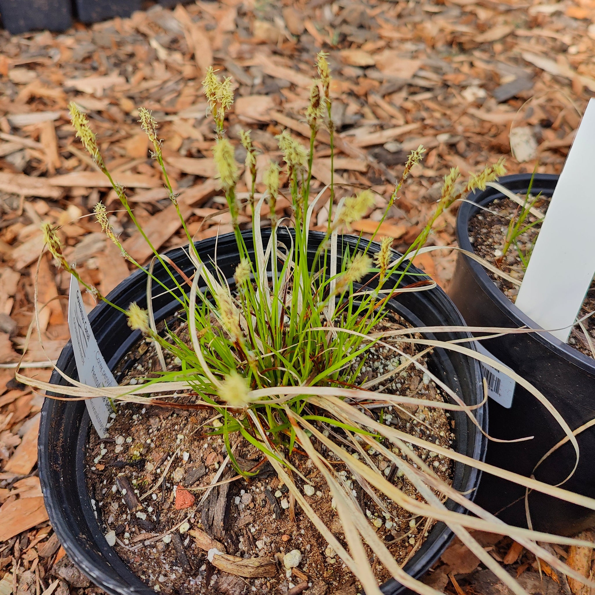 Carex pensylvanica - Pennsylvania Sedge