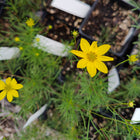 Coreopsis verticillata - Threadleaf Tickseed
