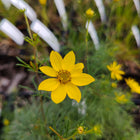 Coreopsis verticillata - Threadleaf Tickseed