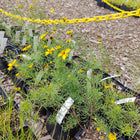 Coreopsis verticillata - Threadleaf Tickseed