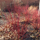 Cornus sericea - Red Twig Dogwood