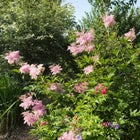 Filipendula rubra - Queen of the Prairie
