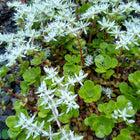 Sedum ternatum - Three-leaved Stonecrop