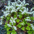 Sedum ternatum - Three-leaved Stonecrop