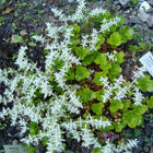 Sedum ternatum - Three-leaved Stonecrop