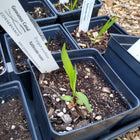Eryngium yuccifolium - Rattlesnake Master