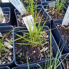 Eragrostis trichodes - Sand love grass