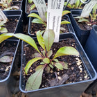 Penstemon hirsutus - Hairy beardtongue