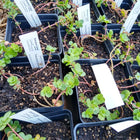 Sedum ternatum - Three-leaved Stonecrop