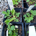 Fragaria virginiana - Wild Strawberry
