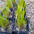Juncus effusus - Soft Rush
