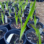 Iris versicolor - Northern Blue Flag