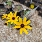 Rudbeckia hirta - Black-eyed Susan