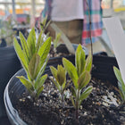 Veronicastrum virginicum - Culver's Root