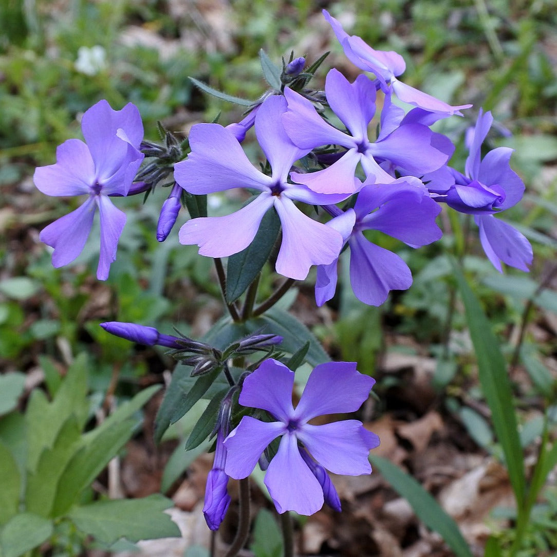 Phlox divaricata - Wild Blue Phlox – Gowanus Canal Conservancy