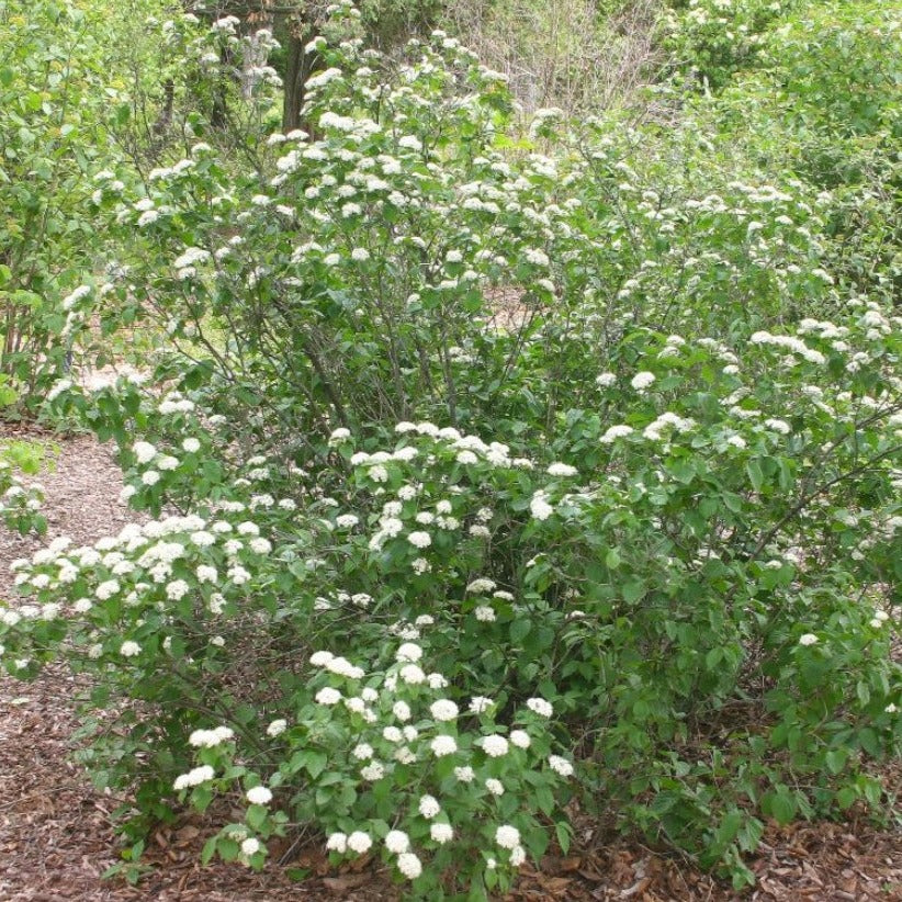 arrowwood viburnum hedge