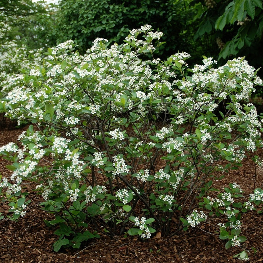 Aronia Melanocarpa Black Chokeberry Gowanus Canal Conservancy aronia-melanocarpa-black-chokeberry-gowanus-canal-conservancy