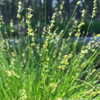 Carex rosea - Rosy Sedge