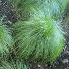 Carex rosea - Rosy Sedge