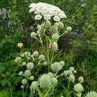 Eryngium yuccifolium - Rattlesnake Master