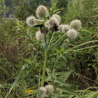 Eryngium yuccifolium - Rattlesnake Master