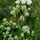 Eryngium yuccifolium - Rattlesnake Master