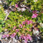 Creeping Sedum
