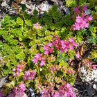 Creeping Sedum