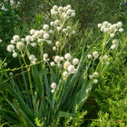 Eryngium yuccifolium - Rattlesnake Master