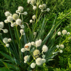 Eryngium yuccifolium - Rattlesnake Master