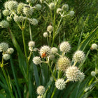 Eryngium yuccifolium - Rattlesnake Master