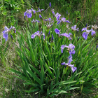 Iris versicolor - Northern Blue Flag