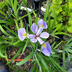 Iris versicolor - Northern Blue Flag