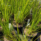 Juncus effusus - Common rush