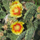 Opuntia humifusa - Prickly pear cactus