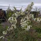 Prunus maritima - Beach Plum