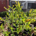 Salix discolor - Pussy Willow
