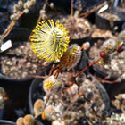 Salix discolor - Pussy Willow