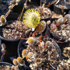 Salix discolor - Pussy Willow