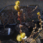 Salix discolor - Pussy Willow