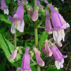 Penstemon hirsutus - Hairy Beardtongue