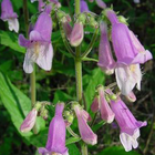 Penstemon hirsutus - Hairy beardtongue