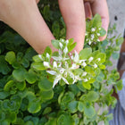 Sedum ternatum - Three-leaved Stonecrop