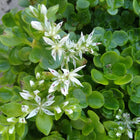 Sedum ternatum - Three-leaved Stonecrop