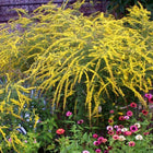 Solidago rugosa 'Fireworks' - Rough Goldenrod