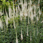 Veronicastrum virginicum - Culver's Root